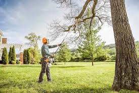 Best Fruit Tree Pruning  in Youngsville, LA