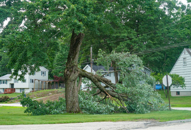 How Our Tree Care Process Works  in  Youngsville, LA